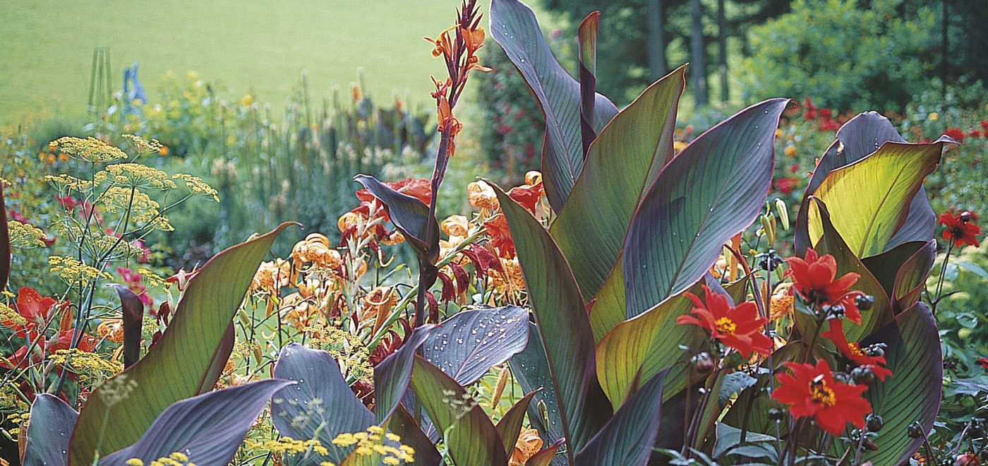 PASHLEY MANOR GARDENS Canna Lilies By Ha Ha