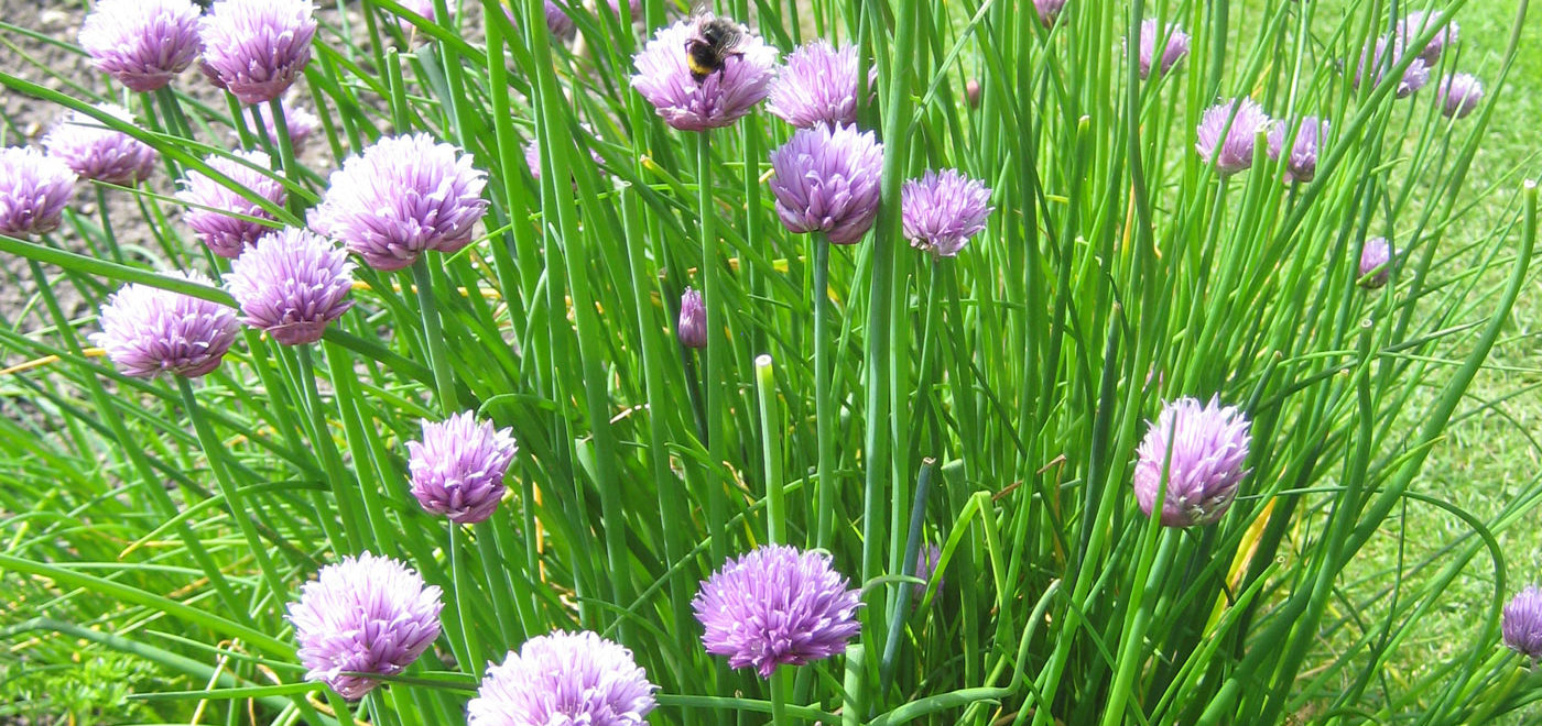 Pashley Manor Gardens Chives By Kate Wilson