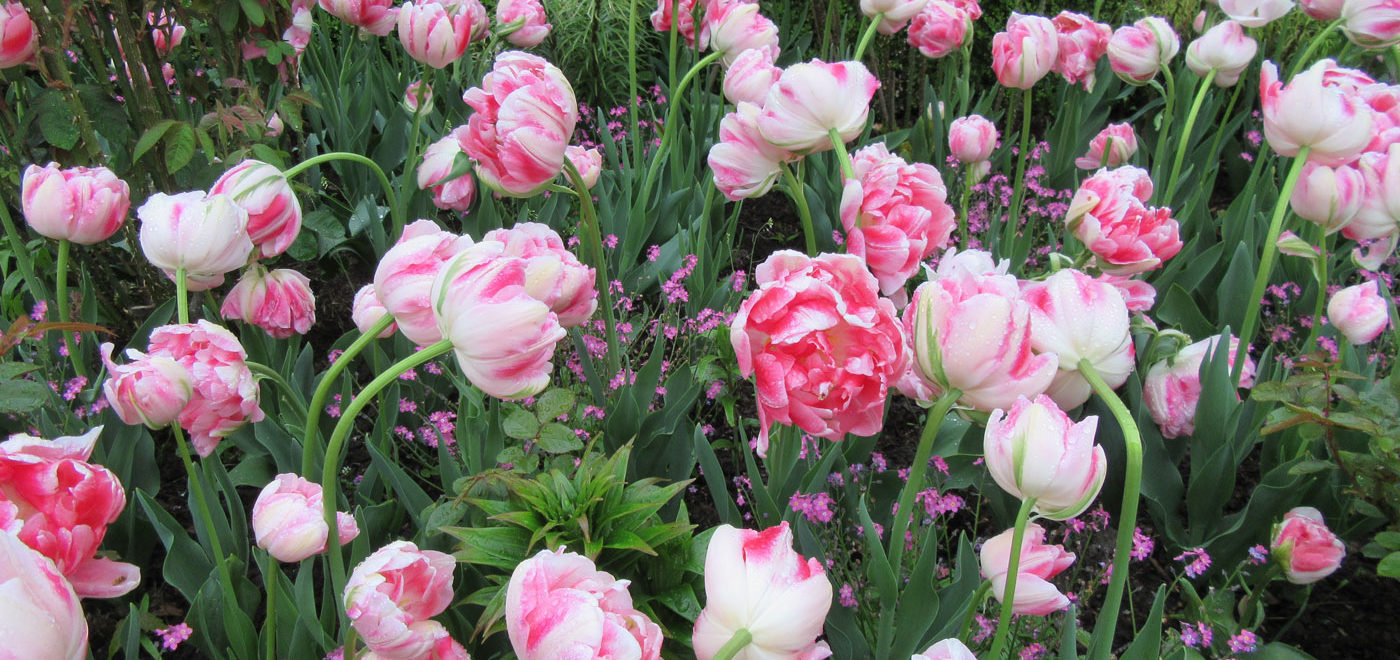 PASHLEY MANOR GARDENS Pink Tulips By Kate Wilson