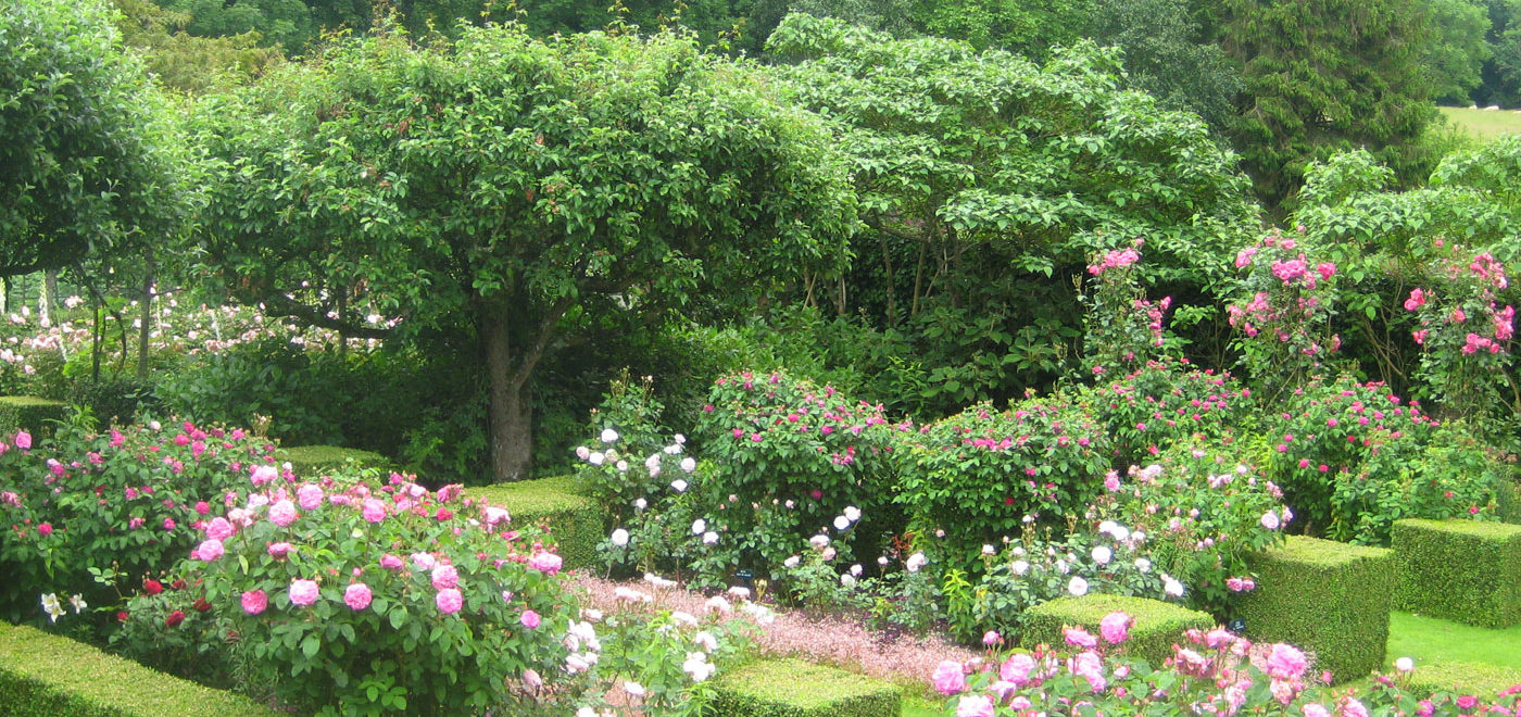 PASHLEY MANOR GARDENS Rose Garden By Kate WIlson