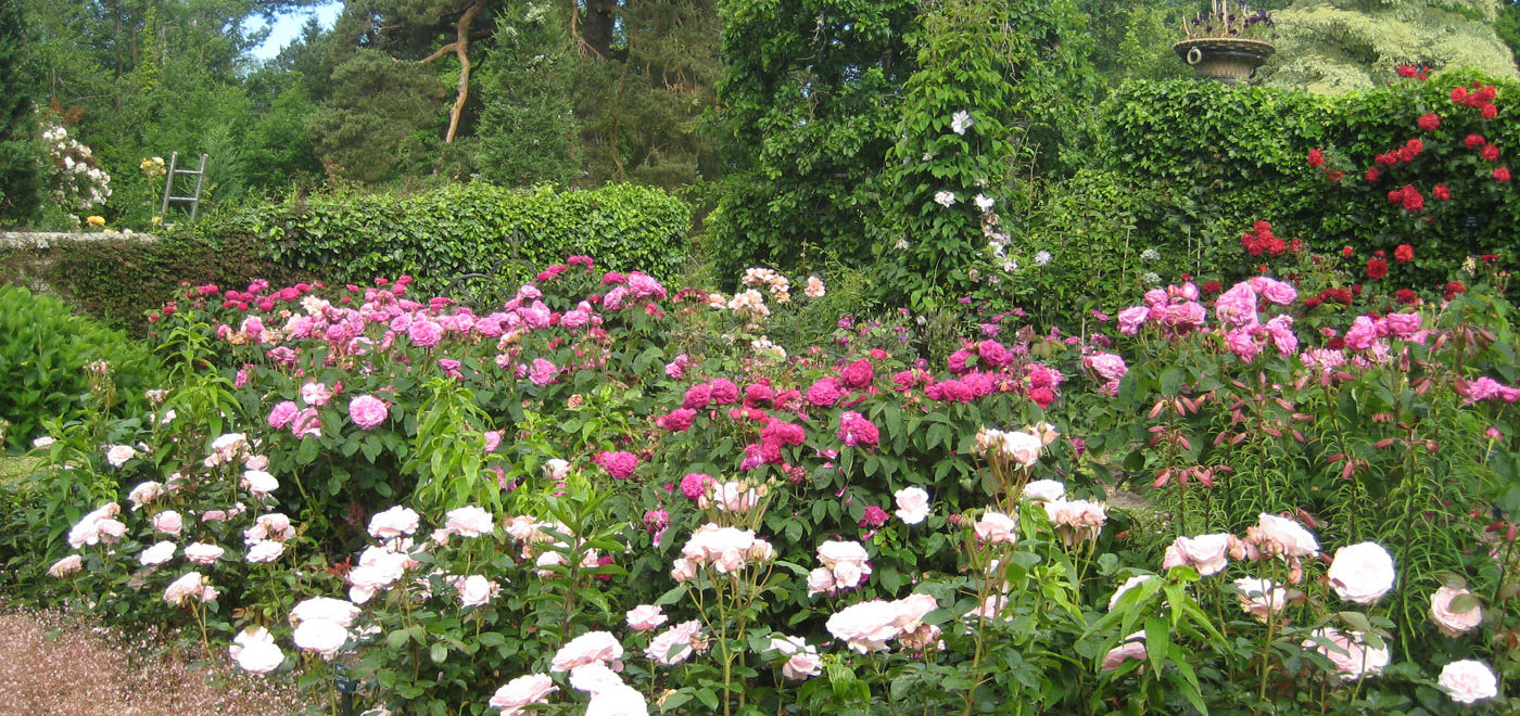 PASHLEY MANOR GARDENS Rose Garden By Kate Wilson