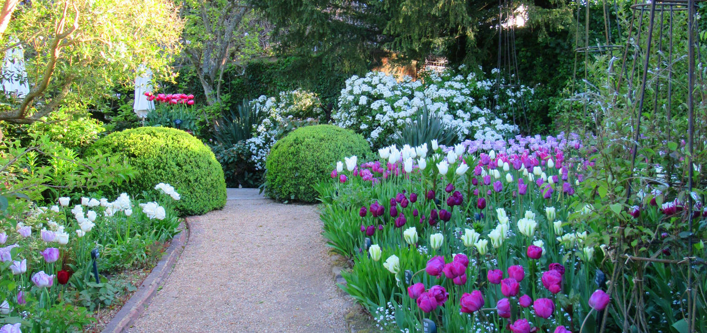 Pashley Manor Gardens Tulips In Stellata Beds 2017 By Kate Wilson