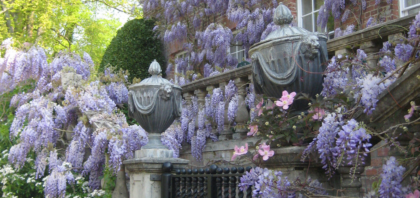 PASHLEY MANOR GARDENS Wisteria And Tulips By Kate Wilson