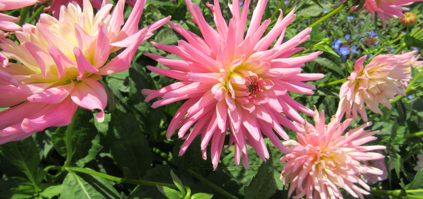 PASHLEY MANOR GARDENS Pink Dahlias By Kate Wilson