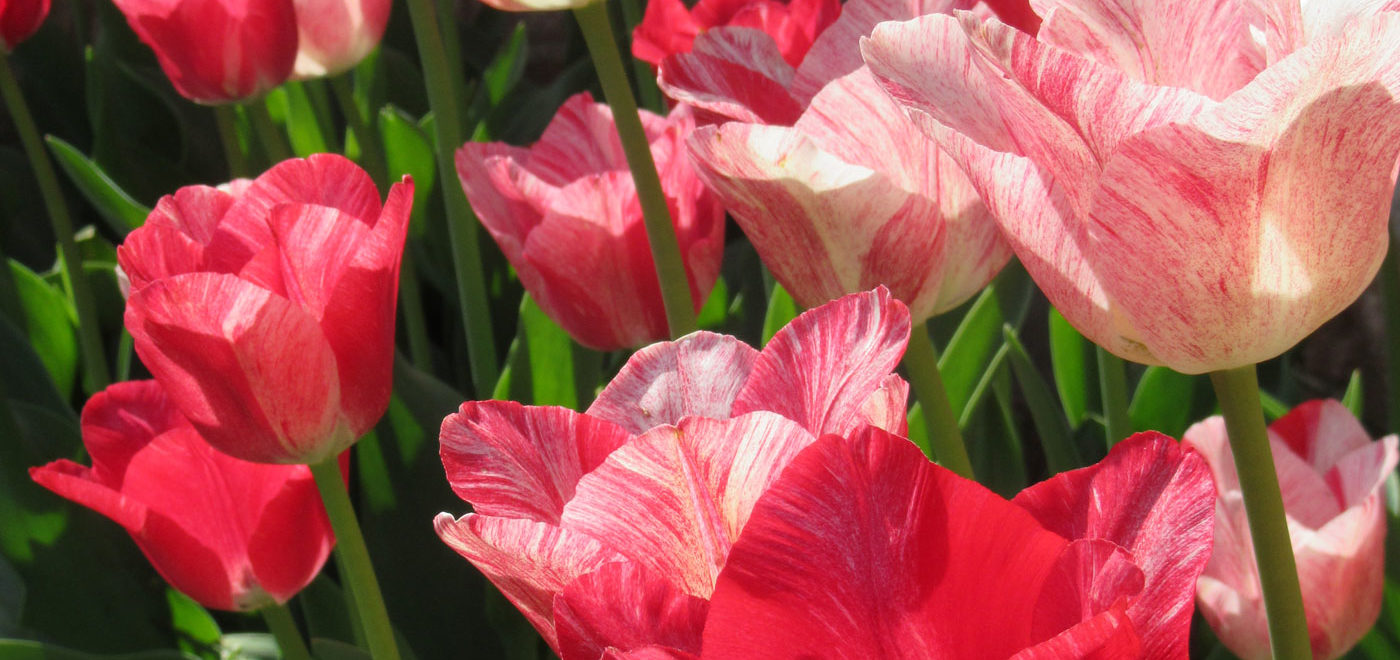 Pashley Manor Gardens Pinks And Reds By Kate Wilson