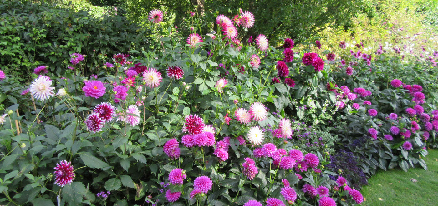 PASHLEY MANOR GARDENS Purple Dahlias By Kate Wilson