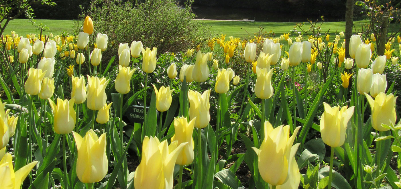 PASHLEY MANOR GARDENS Yellow Tulips By Kate Wilson