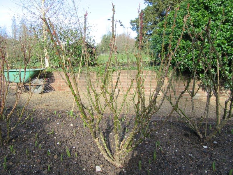 Shrub rose before pruning - Pashley Manor Gardens